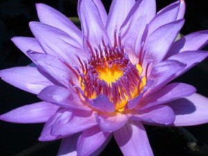 purple flower