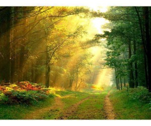 sun in woods