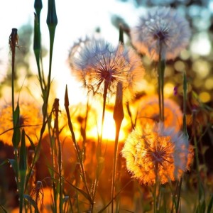 dandelions