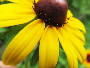 yellow lovely