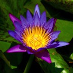 Wholistic Spiritual Counseling with Rev. Louisa A. Dyer, MA