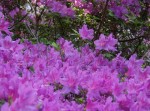 rhodo