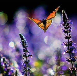 flowerswithbutterfly